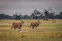 075 Zimbabwe, Hwange NP, elandantilope
